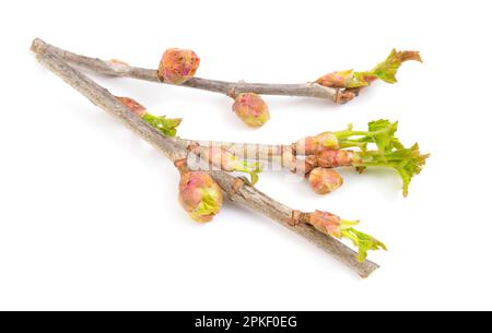 Bourgeons de cassis affectés. Cecidophyopsis ribis. Isolé sur fond blanc Banque D'Images