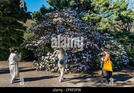 Royal Botanic Garden, Édimbourg, Écosse, Royaume-Uni, 7th avril 2023. Météo au Royaume-Uni: Floraison du printemps: Le soleil glorieux du Vendredi Saint amène de nombreux visiteurs à la Botanique, avec des femmes prenant des photos des fleurs d'Azalea. Crédit : Sally Anderson/Alay Live News Banque D'Images