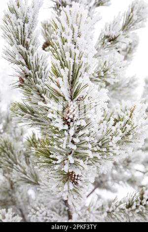 WA24182-00....WASHINGTON - arbres enneigés dans la forêt nationale Okanogan-Wenatchee. Banque D'Images