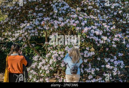 Royal Botanic Garden, Édimbourg, Écosse, Royaume-Uni, 7th avril 2023. Météo au Royaume-Uni: Floraison du printemps: Le soleil glorieux du Vendredi Saint amène de nombreux visiteurs à la Botanique, avec des femmes prenant des photos des fleurs d'Azalea. Crédit : Sally Anderson/Alay Live News Banque D'Images