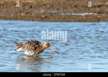 Un hank rouge, Tringa totanus, se frayeur dans la réserve naturelle de CLEY Marsh de Norfolk Wildlife Trust. Banque D'Images