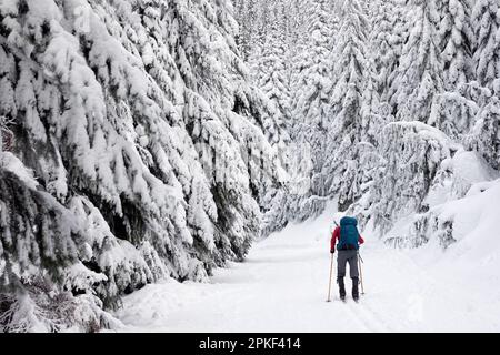 WA24184-00....WASHINGTON - des arbres enneigés bordent la route jusqu'au sommet du mont Amablis dans la forêt nationale Okanogan-Wenatchee. Banque D'Images