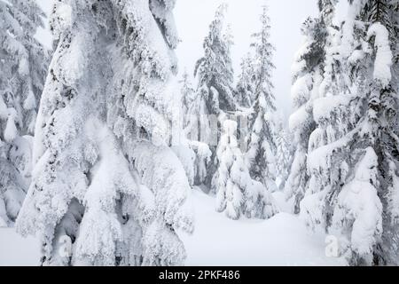WA24187-00....WASHINGTON - arbres enneigés au sommet du mont Amablis dans la forêt nationale Okanogan-Wenatchee. Banque D'Images
