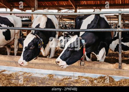 Vache de veau en cage, s'occuper de l'agriculture bio-agricole, nourrir les animaux d'ensilage d'herbe de foin, les races de bovins laitiers, l'alimentation des bovins de vache. Fleckvieh race, bonnes vaches laitières de Banque D'Images