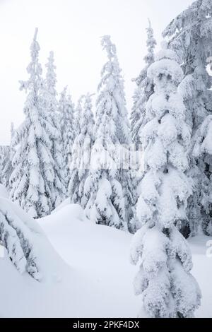 WA24190-00....WASHINGTON - arbres enneigés au sommet du mont Amablis dans la forêt nationale Okanogan-Wenatchee. Banque D'Images