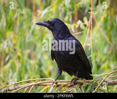 Vue rapprochée d'un corbeau perché sur une branche d'arbre. Banque D'Images