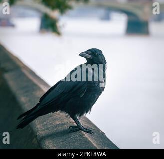Vue rapprochée d'un corbeau perché sur le mur de la Tamise à Londres, Royaume-Uni. Banque D'Images