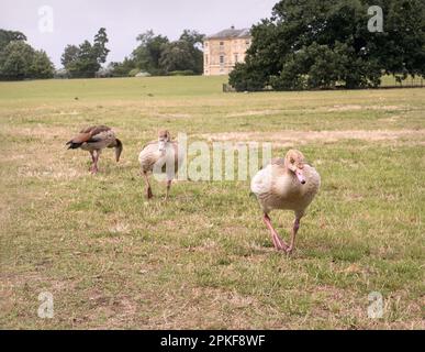 Oies égyptiennes dans un parc, Royaume-Uni. Banque D'Images