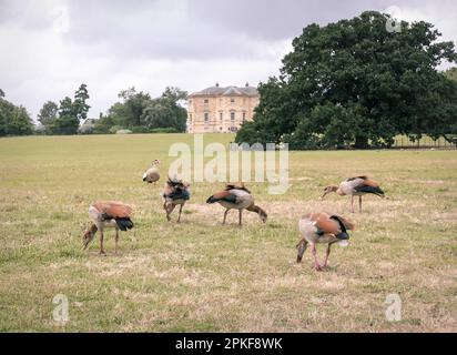 Un gaggle d'oies se nourrissant sur l'herbe dans le parc, Royaume-Uni. Banque D'Images