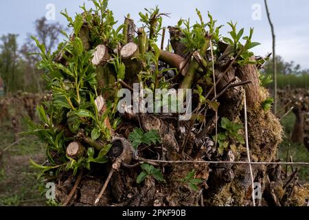 Pays-Bas, Dordrecht, 2022-04-12. Rapport sur le parc national de Biesbosch par son garde-forestier Staatsbosbeheer. Parc national de Biesbosch, on Banque D'Images