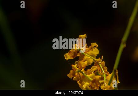 Le cymbidium hartinahianum et les gouttes d'eau, dans un foyer peu profond, est une orchidée endémique au nord de Sumatra, en Indonésie. Banque D'Images