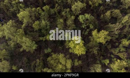 Pays-Bas, Dordrecht, 2022-04-12. Rapport sur le parc national de Biesbosch par son garde-forestier Staatsbosbeheer. Parc national de Biesbosch, on Banque D'Images