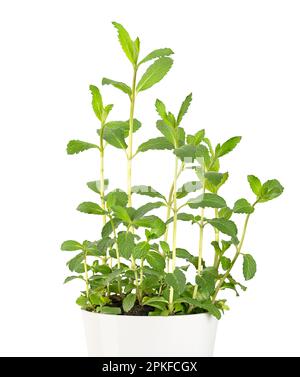 Menthe de jardin, jeune plante en pot, dans un pot blanc. Menthe verte, également connue sous le nom de menthe d'agneau ou de maquereau, Mentha spicata, utilisée comme aromatisant dans les aliments. Banque D'Images