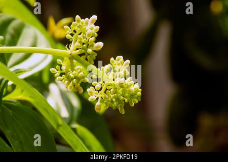 La fleur de Parijoto (Medinilla speciosa) est peu profonde Banque D'Images