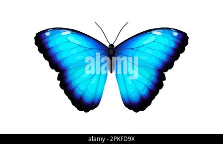 Papillon tropical bleu. Morpho dididius géant. Illustration détaillée réaliste et dynamique. Isolé sur blanc. Morpho Menelaus Terrestris, Afrique du Sud Illustration de Vecteur