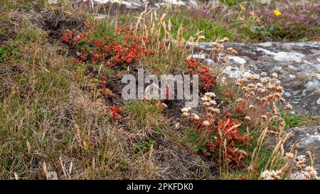 Une variété de fleurs sauvages communes dans le sud de l'Irlande. Belles plantes colorées. Paysage. Fleurs rouges et jaunes, herbe Banque D'Images