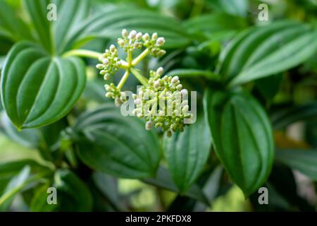 La fleur de Parijoto (Medinilla speciosa) est peu profonde Banque D'Images