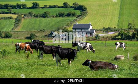 Les vaches se broutent dans un champ de fermiers un jour d'été. Freegrazing de bétail. Paysage agricole. Élevage en Irlande. Vache noire et blanche sur vert Banque D'Images