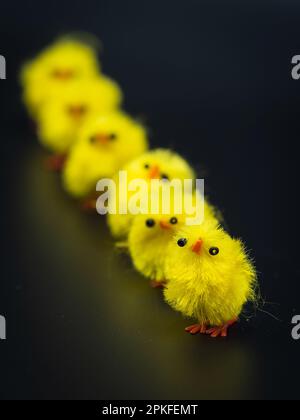 Des poulets jaunes moelleux, disposés pour la décoration de Pâques dans un studio - parfait sujet de photographie macro sans personne. Banque D'Images