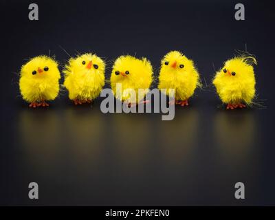 Une rangée de petits poulets jaunes moelleux, disposés pour la décoration de Pâques dans un studio - parfait sujet de photographie macro sans personne. Banque D'Images