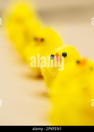 Des poulets jaunes moelleux, disposés pour la décoration de Pâques dans un studio - parfait sujet de photographie macro sans personne. Banque D'Images