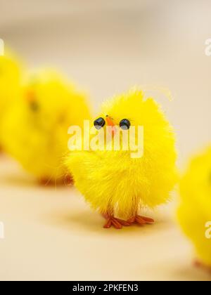 Des poulets jaunes moelleux, disposés pour la décoration de Pâques dans un studio - parfait sujet de photographie macro sans personne. Banque D'Images