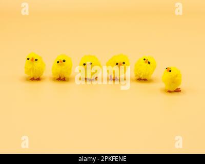 Des poulets jaunes moelleux, disposés pour la décoration de Pâques dans un studio - parfait sujet de photographie macro sans personne. Banque D'Images