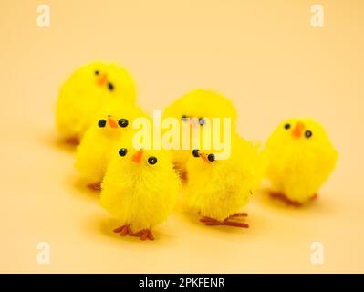 Des poulets jaunes moelleux, disposés pour la décoration de Pâques dans un studio - parfait sujet de photographie macro sans personne. Banque D'Images