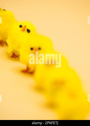 Des poulets jaunes moelleux, disposés pour la décoration de Pâques dans un studio - parfait sujet de photographie macro sans personne. Banque D'Images