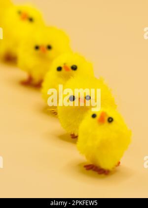 Des poulets jaunes moelleux, disposés pour la décoration de Pâques dans un studio - parfait sujet de photographie macro sans personne. Banque D'Images