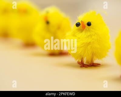 Des poulets jaunes moelleux, disposés pour la décoration de Pâques dans un studio - parfait sujet de photographie macro sans personne. Banque D'Images