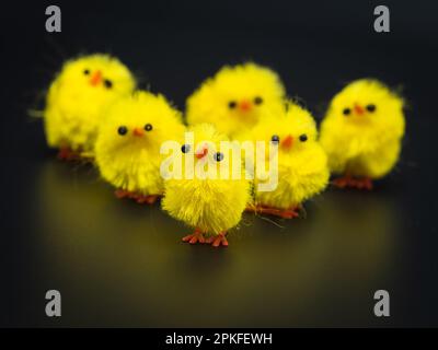 Des poulets jaunes moelleux, disposés pour la décoration de Pâques dans un studio - parfait sujet de photographie macro sans personne. Banque D'Images