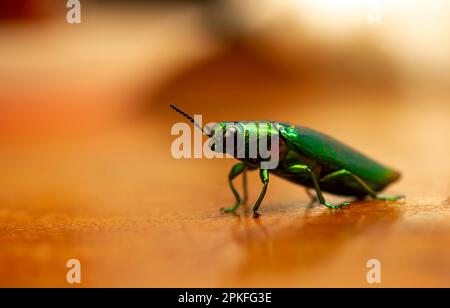 Gros plan sur le coléoptère des joyaux (Chrysochroma fulminans), mise au point peu profonde Banque D'Images