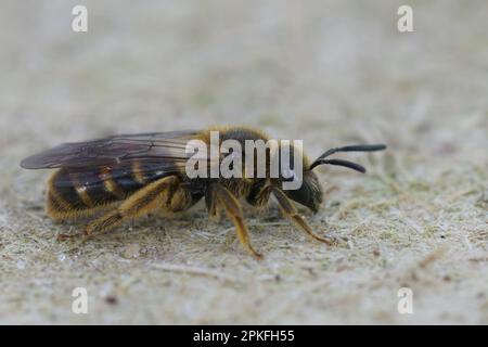 Gros plan détaillé sur une femelle de l'abeille à petit sillon commun, Lasioglossum calceatum Banque D'Images