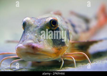Bain de gurnard / gurnard saphirine / poisson-tube / tubfish / gurnard jaune (Chelidonichthys lucerna) natation sous l'eau sur le plancher de la mer du Nord Banque D'Images