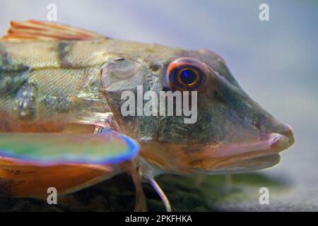 Bain de gurnard / gurnard saphirine / poisson-tube / tubfish / gurnard jaune (Chelidonichthys lucerna) natation sous l'eau sur le plancher de la mer du Nord Banque D'Images