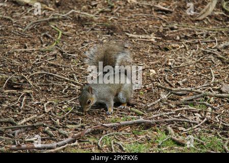 Un écureuil gris à la recherche de nourriture sur un fond de forêt. Banque D'Images