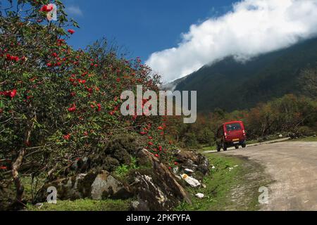 Voiture touristique passant par les Rhododendron. Yumthang Valley ou Sikkim Valley of Flowers Sanctuary, montagnes himalayenne, Sikkim du Nord, Inde. Banque D'Images