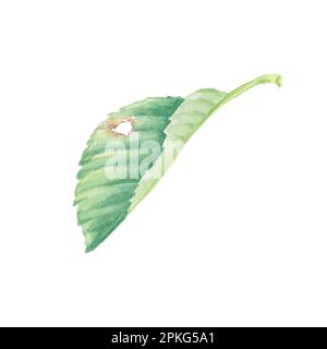 Feuilles de cerisier isolat, feuilles de cerisier aquarelle illustrations botaniques pour les étiquettes, les menus, le logo, les invitations ou la conception d'emballage Banque D'Images