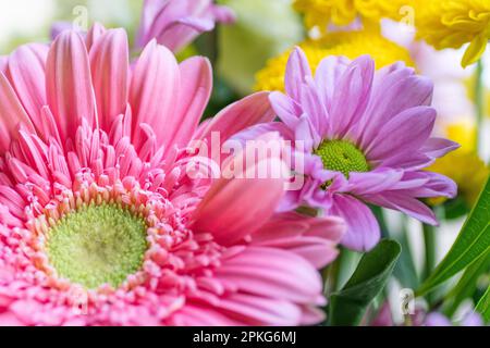Gros plan de pâquerettes roses, pourpres et jaunes dans un bouquet. Banque D'Images