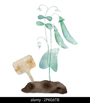 Les tourtes vertes poussent de la peinture d'aquarelle fraîche. Légumes haricots récolte aquarelle peinture Banque D'Images