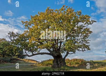 Vieux soleil grand chêne anglais en couleur d'automne contre ciel bleu dans Bradgate Park en novembre, Leicestershire, Angleterre, Royaume-Uni Banque D'Images