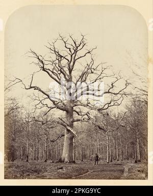 Chêne de la reine Anne 1864 par James Sinclair Banque D'Images