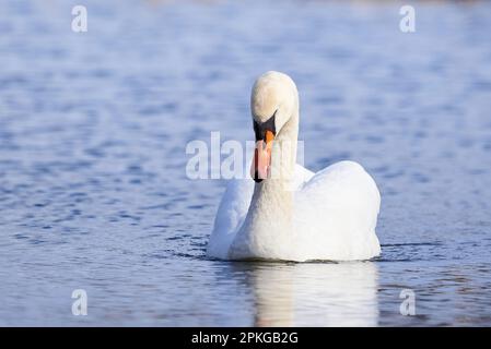 Mute Swan reposant (Cygnus olor) Banque D'Images