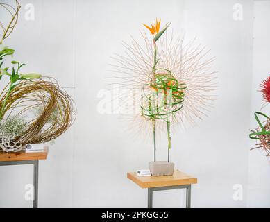 04-04-2023 Moscou Russie. Exposition ikebana à l'Institut d'architecture de Moscou ( Blagaya gilet ou bonne Nouvelle) . Auteur Juriko Kamimura. Banque D'Images