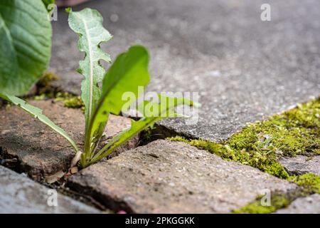 pissenlits, mauvaises herbes et mousses se développant entre les pavés. Banque D'Images