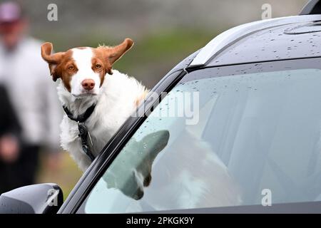 Pacific Grove, Californie, États-Unis. 7th avril 2023. Un chien se penche sur une fenêtre de voiture qui bénéficie des sons et des odeurs de l'océan. Un projet de loi qui transviendrait par la législature de Floride interdirait aux chiens de cet état de coller leur tête hors des vitres de voiture. (Credit image: © Rory Merry/ZUMA Press Wire) USAGE ÉDITORIAL SEULEMENT! Non destiné À un usage commercial ! Banque D'Images