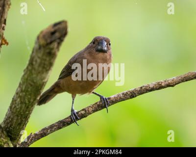 Graines à bec épais finch, (Sporophila funerea), la Gamba, Costa Rica Banque D'Images