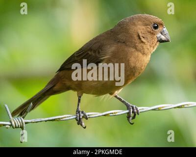 Graines à bec épais finch, (Sporophila funerea), la Gamba, Costa Rica Banque D'Images