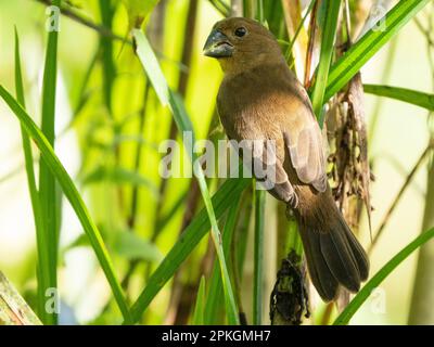 Graines à bec épais finch, (Sporophila funerea), la Gamba, Costa Rica Banque D'Images